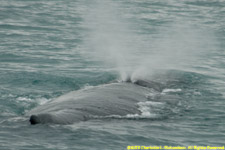 humpback spouting